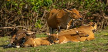ISO/TS 34700:2016 (Animal welfare management)
